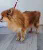Adult female Pomeranian for rehoming