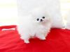 White Tiny Mini Pomeranian Pupies for you
