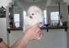 Teacup Cup Pomeranian Puppies For Sale
