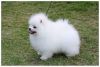 Home trained Pomeranian puppies for your home