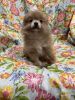 Sold Pomeranian puppies - Purebred