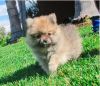 Healthy and strong toy Pomeranian
