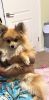 One year-old teacup, Pomeranian