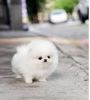 cute white pomeranian puppies for sale