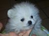 Lovely Pomeranian puppies (xxx) xxx-xxx3)