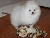 Top Quality Pomeranian Puppies Available.