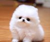 Pomeranian puppies for Sale -