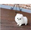 Pomeranian Puppies beautiful white color for sale