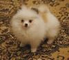 Teacup Pomeranian puppies ready for adoption