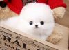 AKC Teacup Pomeranian puppies Available