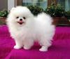 Lovely POmeranian Puppies left for sale