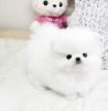 Home Trained White Teacup Pomeranian Puppies
