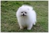 Micro Teacup Ice White Pom Available