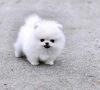 Cream White Pomeranian Puppies for Adoption
