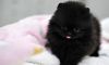Charming Teacup Pomeranian Puppies left for sale