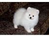Beautiful Purebred Pomeranian Puppies for adoption