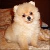 Adorable cream white Pomeranian puppy