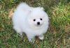 Cute Male and Female Pomeranian Puppies