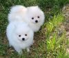 Blossom Pomeranian Puppies For Sale