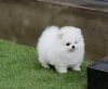 Perfect Gift Pomeranian Puppies Available