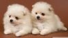 Lovely Pomeranian puppies available in Anchorage