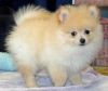 Cute tiny Pomeranian puppies CKC registered
