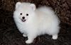 xx Lovely Teacup Pomeranian Puppies