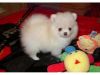 Akc Mini Pomeranian Puppies Available!!