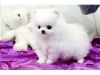 Small Size Pomeranian Puppies