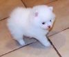 Teacup Little White Pomeranian Puppies For Sale