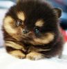 ffsggsg clean Pomeranian puppies for sale