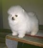 AKC Pomeranian puppies available