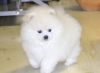 Pomeranian Puppies Available for you
