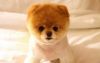 hssjbdhh cute M/F Pomeranian puppies for addoption