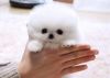 Cute Teacup Pomeranian Puppies (xxx) xxx-xxx7