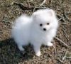 Beautiful Pomeranian Puppies xxx) xxx-xxx0