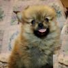 Tiny Teacup Pomeranian Puppies Available