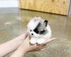 Teacup Pomeranian Puppies Text xxx-xxx-xxxx