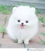 Pomeranian Puppy.male (xxx) xxx-xxx5
