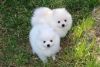 Two adorable pomaranian puppies for Adoption
