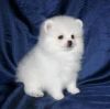 Pomeranian puppy tiny