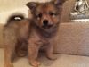 magnificent Brown Pomeranian puppy healthy