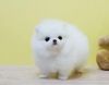 Cute Pomeranian Puppies For Addoption xxxxxxxxxx