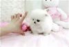 White Teacup Pom Puppies xxx) xxx-xxx1