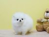 pomeranian puppies ready to new home