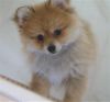 Teacup Pomeranian puppies available