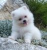 Beautiful, white Pomeranian puppy
