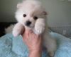 Pure raised Tcup Pomeranian puppies available