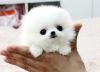 Welled Trained Pomernian Puppies For Adoption