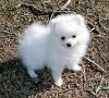 Teacup Pomeranian Puppies for adoption